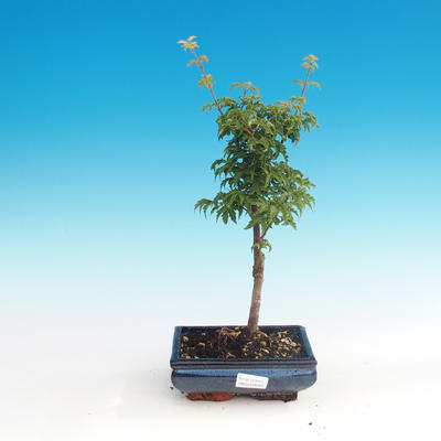 Vonkajšie bonsai - Acer palmatum SHISHIGASHIRA- Javor malolistá - 1