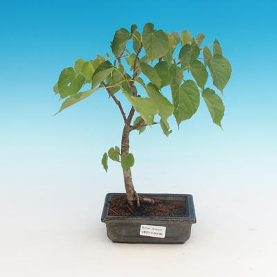 Vonkajšie bonsai - Lipa srdcovitá - 1