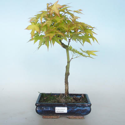 Acer palmatum aureum - Javor dlaňolistý zlatý VB2020-649 - 1