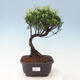 Izbová bonsai - Syzygium - Pimentovník - 1/4