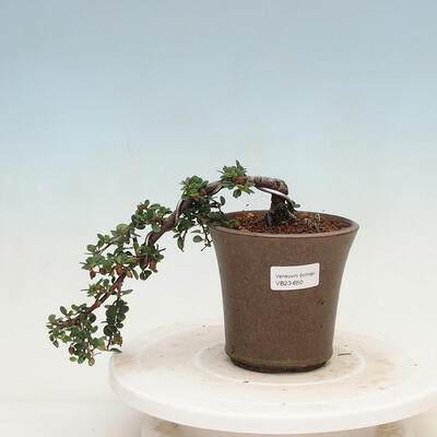 Vonkajší bonsai - Cotoneaster horizontalis - Skalník