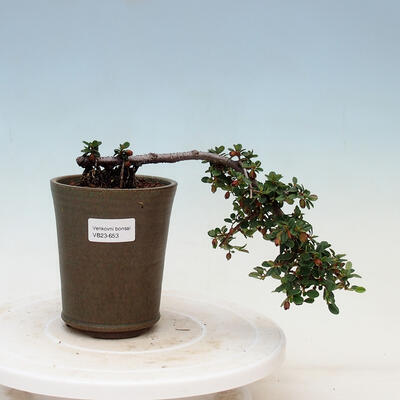 Vonkajší bonsai - Cotoneaster horizontalis - Skalník
