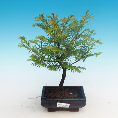 Vonkajšie bonsai - Tisovec dvojradový - 1