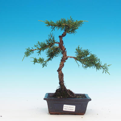 Vonkajšie bonsai - Juniperus chinensis -Jalovec čínsky