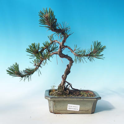 Vonkajšie bonsai - Pinus mugo Humpy - Borovica Marhuľa