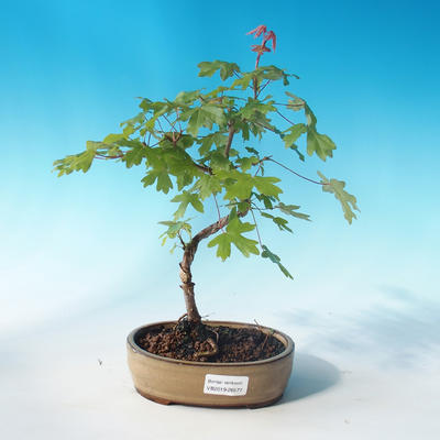 Vonkajšia bonsai-Acer campestre-Javor poľný