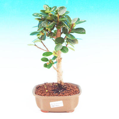 Izbová bonsai -Fíkus panda PB213659 - 1