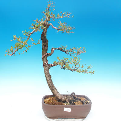 Vonkajšie bonsai - Larix decidua - Smrekovec opadavý - 1