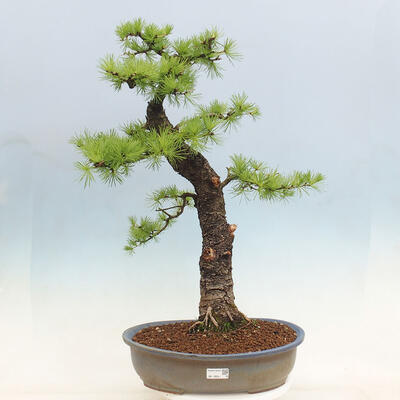 Vonkajší bonsai -Larix decidua - Smrekovec opadavý - 1