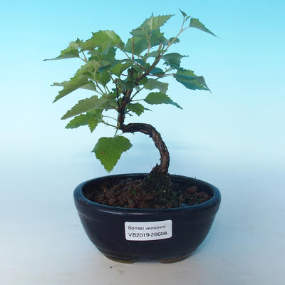 Vonkajšie bonsai - Betula verrucosa - Breza previsnutá