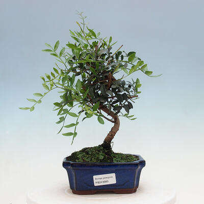 Izbová bonsai -  Pistácie - 1