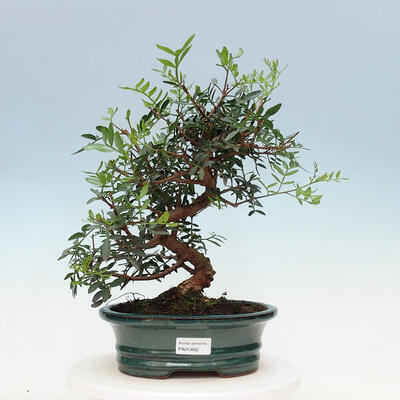 Izbová bonsai -  Pistácie - 1