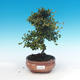 Vonkajšia bonsai-Cotoneaster horizontalis-Skalník - 1/2