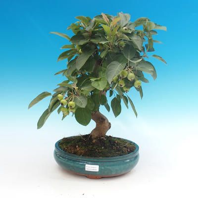Vonkajší bonsai -Malus halliana - Maloplodé jabloň - 1