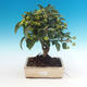Vonkajší bonsai -Malus halliana - Maloplodé jabloň - 1/4