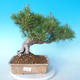 Pinus thunbergii - Borovica thunbergova - 1/5