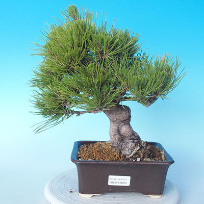 Pinus thunbergii - Borovica thunbergova - 1