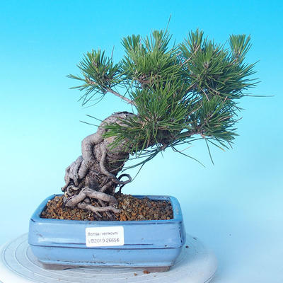 Pinus thunbergii - Borovica thunbergova - 1