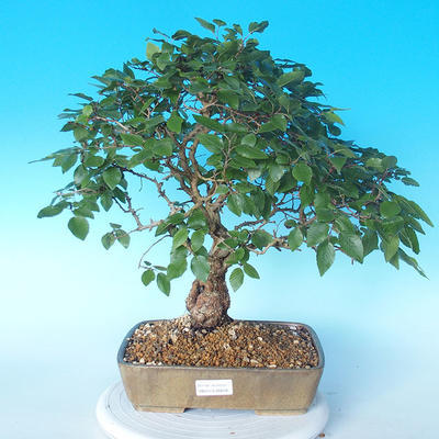 Vonkajší bonsai -Carpinus CARPINOIDES - Hrab kórejský - 1
