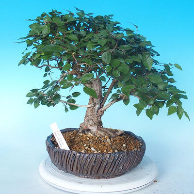 Vonkajší bonsai -Carpinus CARPINOIDES - Hrab kórejský - 1
