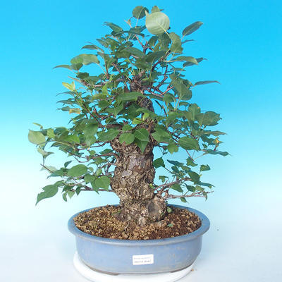 Vonkajšie bonsai - Japonská hruška Nash - Pyrus pyrifolia - 1