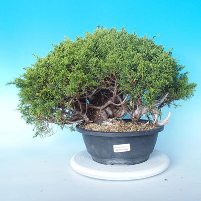 Vonkajšie bonsai - Juniperus chinensis Itoigawa - Jalovec čínsky - 1