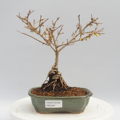 Vonkajší bonsai - Zlatice - Forsythia intermedia Week End - 1