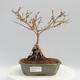 Vonkajší bonsai - Zlatice - Forsythia intermedia Week End - 1/2