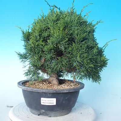 Vonkajšie bonsai - Juniperus chinensis Itoigawa - Jalovec čínsky - 1