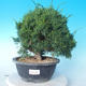 Vonkajšie bonsai - Juniperus chinensis Itoigawa - Jalovec čínsky - 1/6
