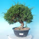 Vonkajšie bonsai - Juniperus chinensis Itoigawa - Jalovec čínsky - 1/6