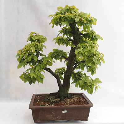 Vonkajšie bonsai - Hrab obyčajný - Carpinus betulus VB2019-26689 - 1