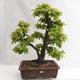 Vonkajšie bonsai - Hrab obyčajný - Carpinus betulus VB2019-26689 - 1/5