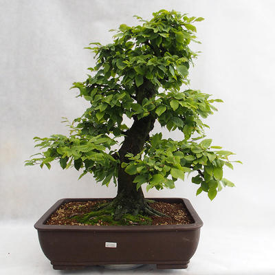 Vonkajšie bonsai - Hrab obyčajný - Carpinus betulus VB2019-26690 - 1