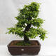 Vonkajšie bonsai - Hrab obyčajný - Carpinus betulus VB2019-26690 - 1/5
