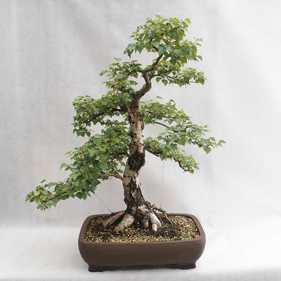 Vonkajšie bonsai - Betula verrucosa - Breza previsnutá VB2019-26695 - 1