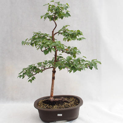 Vonkajšie bonsai - Betula verrucosa - Breza previsnutá VB2019-26696 - 1