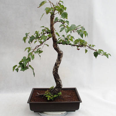 Vonkajšie bonsai - Betula verrucosa - Breza previsnutá VB2019-26697 - 1