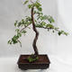 Vonkajšie bonsai - Betula verrucosa - Breza previsnutá VB2019-26697 - 1/5