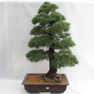 Vonkajšie bonsai - Pinus sylvestris - Borovica lesná VB2019-26699 - 1