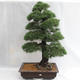 Vonkajšie bonsai - Pinus sylvestris - Borovica lesná VB2019-26699 - 1/6