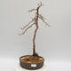 Vonkajší bonsai -Larix decidua - Smrekovec opadavý - 1/4