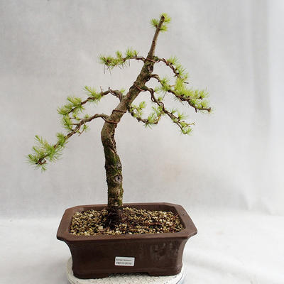 Vonkajší bonsai -Larix decidua - Smrekovec opadavý VB2019-26702 - 1