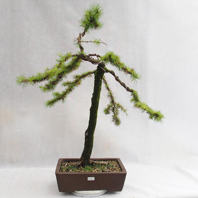 Vonkajší bonsai -Larix decidua - Smrekovec opadavý VB2019-26704 - 1