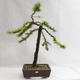 Vonkajší bonsai -Larix decidua - Smrekovec opadavý VB2019-26704 - 1/5