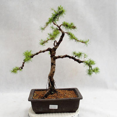 Vonkajší bonsai -Larix decidua - Smrekovec opadavý VB2019-26707 - 1