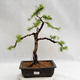 Vonkajší bonsai -Larix decidua - Smrekovec opadavý VB2019-26707 - 1/5