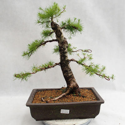 Vonkajší bonsai -Larix decidua - Smrekovec opadavý VB2019-26708 - 1