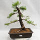 Vonkajší bonsai -Larix decidua - Smrekovec opadavý VB2019-26708 - 1/5