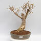 Vonkajší bonsai - Zlatice - Forsythia intermedia Week End - 1/4
